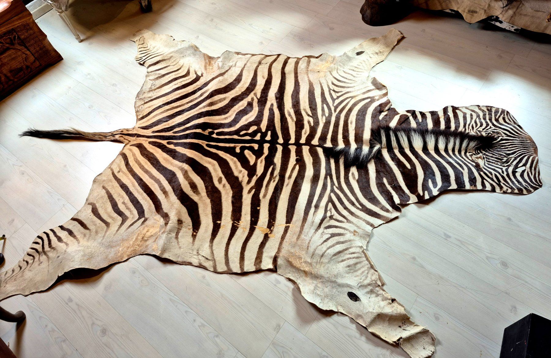 Il mondo degli animali: Veritable peau de zebre Burchell/ Echtes Burchell Zebrafell – Usato da Treyvaux venduto da Kbh2000 1