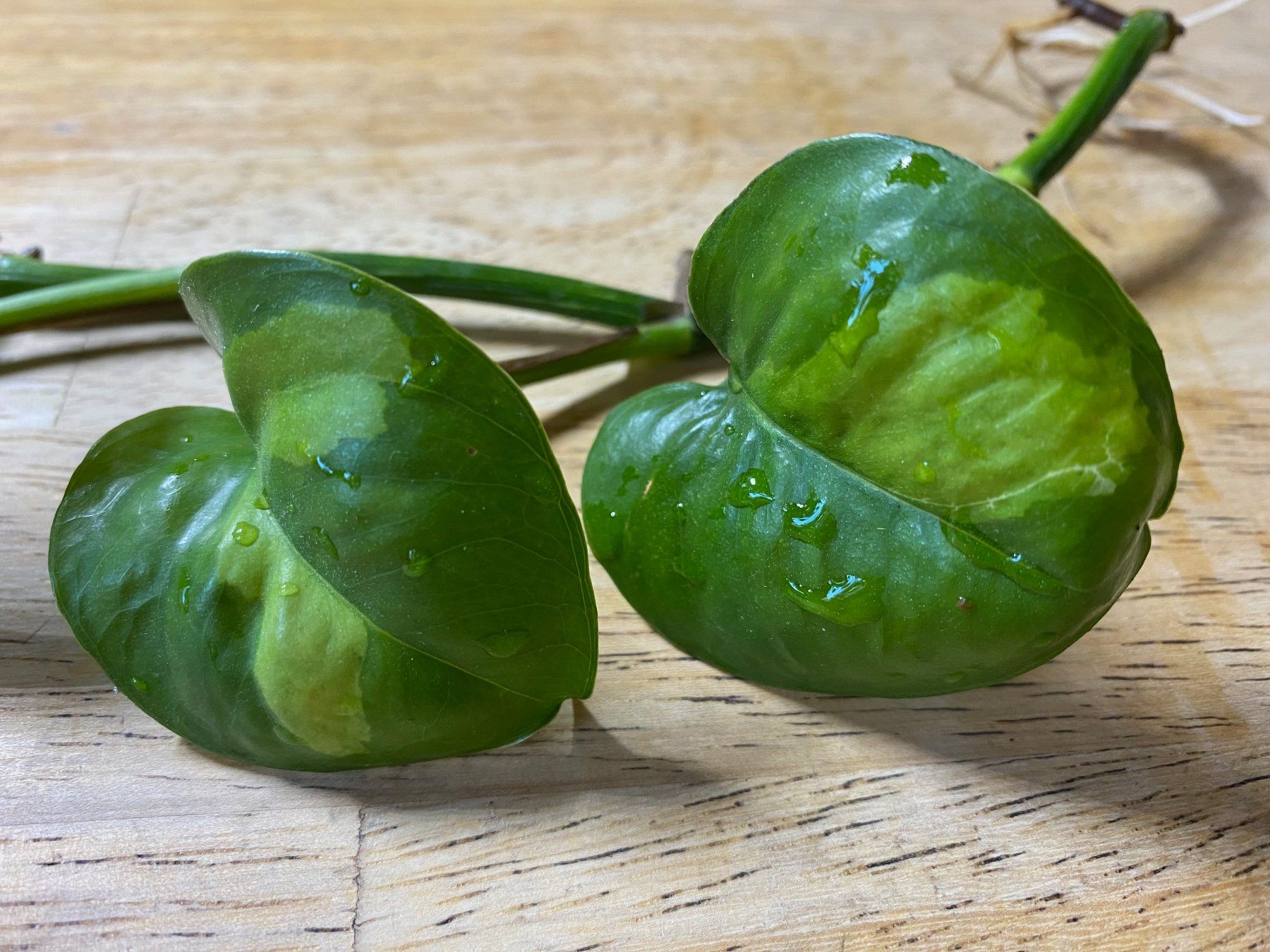 Pflanzen & Samen: Epipremnum global green, bewurzelter Steckling – Neu (gemäss Beschreibung) aus Winterthur von Aniger