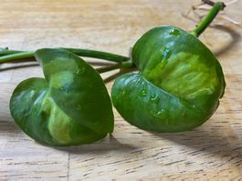 Epipremnum global green, bewurzelter Steckling