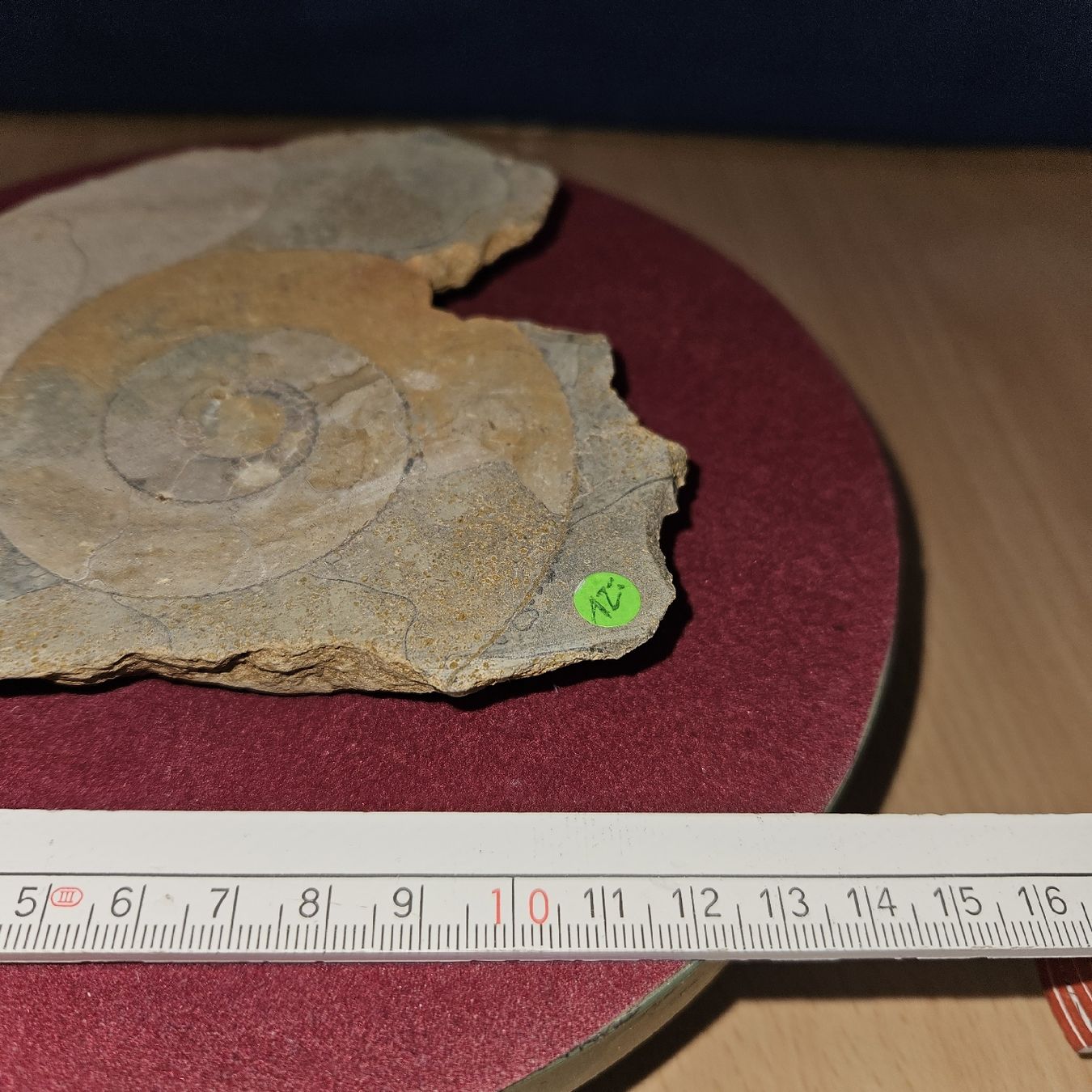 Fossilien: Grosser Ammonit / Fossil ca. 13cm – Gebraucht aus Kriens von gra_fhn7 3