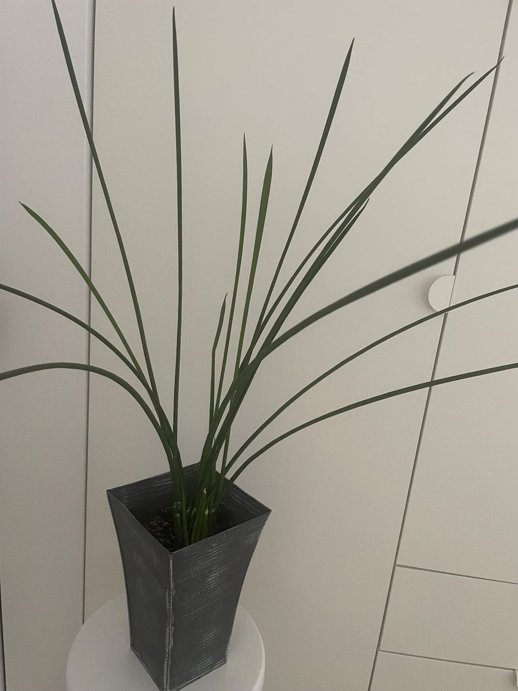 Plantes & graines: Dekorative sansevieria, Bogenhanf, Schwiegermutterunge 80 cm – D'occasion à Winkel par Kade50 2