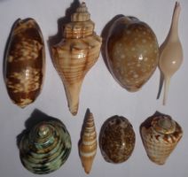 8 MUSCHELN;-BESTER PREIS ! - AUS ALLER WELT;- 5 CM - 9 CM !
