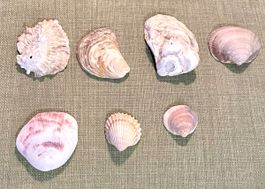 7 Muscheln, Deko Sommer, Basteln DIY Meer