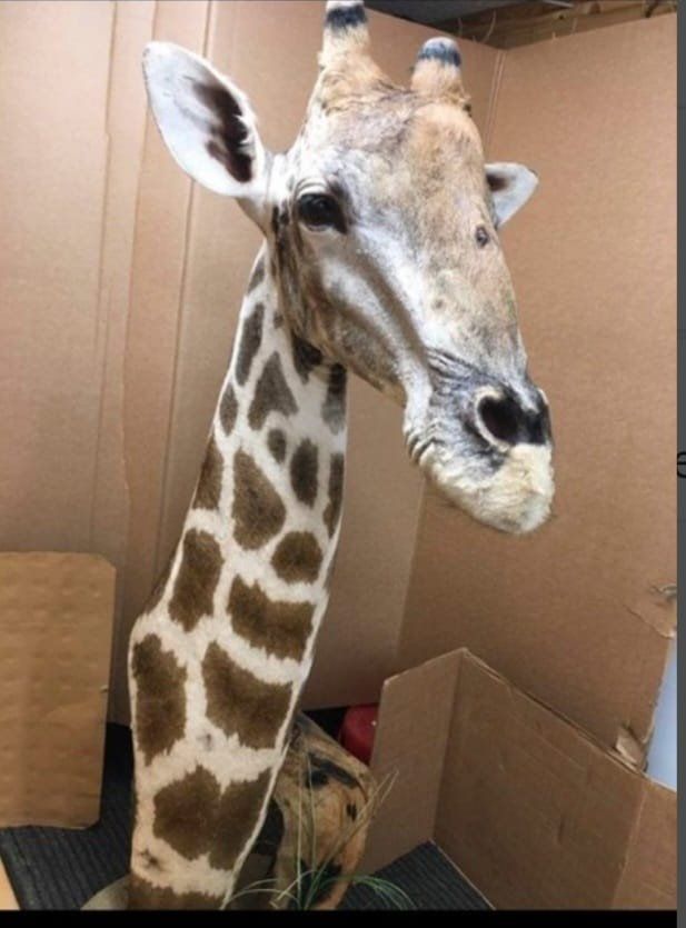 Welt der Tiere: Giraffe – Gebraucht aus Pfaffnau von Yoka0 2