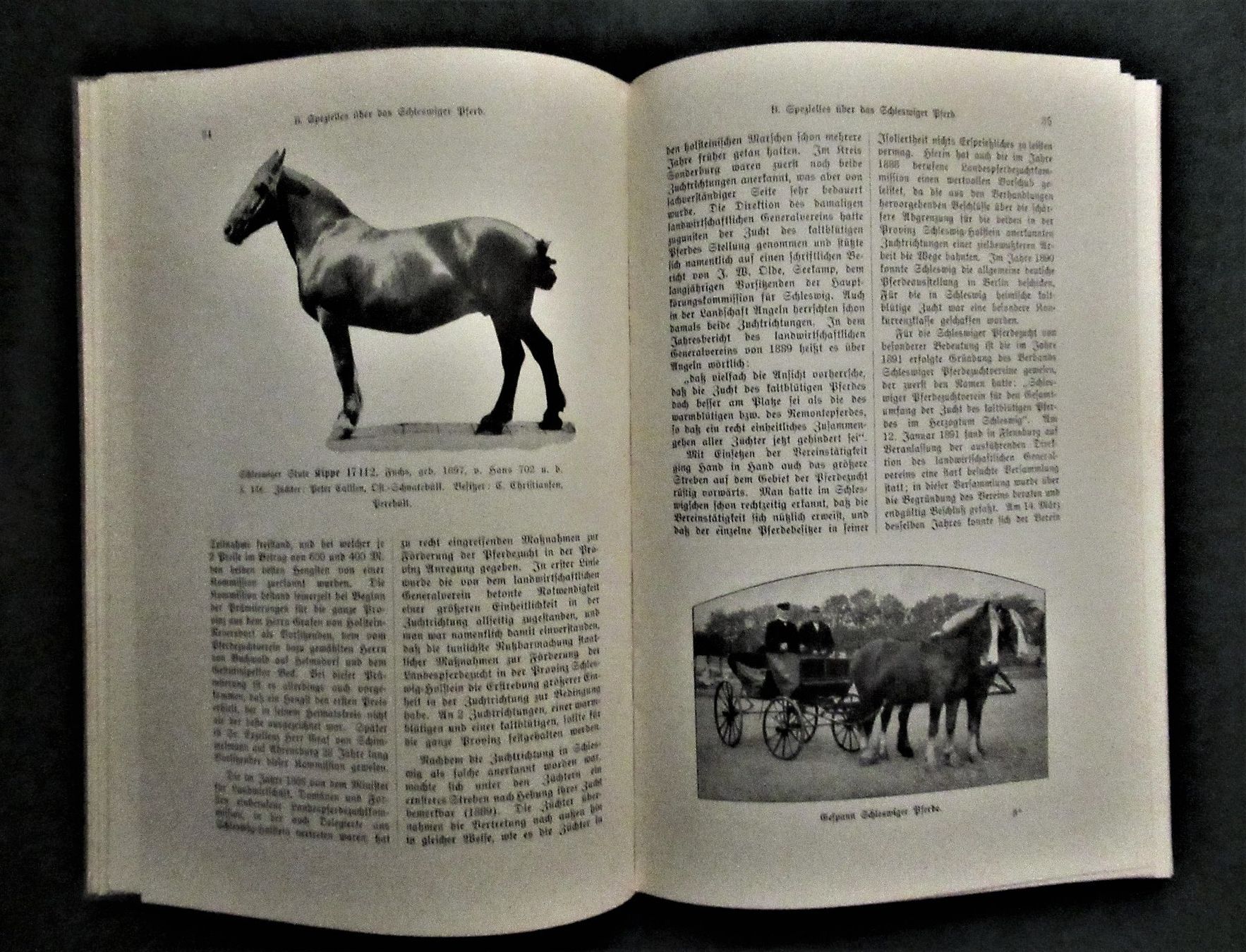 Bücher: * Pferde   Pferdezucht    Schleswiger Pferd   Reiten – Gebraucht aus hedingen von kurattli01 2
