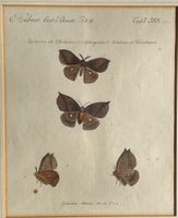 Jacob Hübner Exot. Schmetterlinge Stich