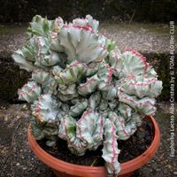 Euphorbia Lactea Alba Cristata - wie eine Kunst-Skulptur