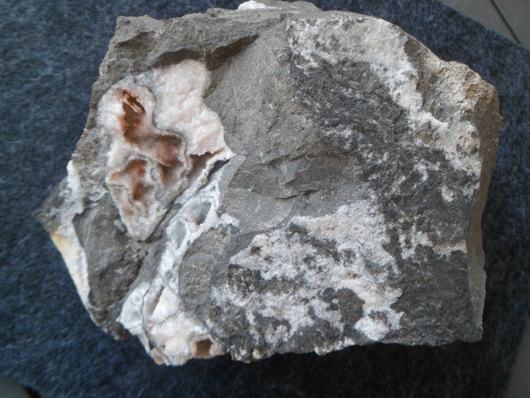 Fossili: Ammonit Selten Schweiz – Usato da Affoltern am Albis venduto da Fossil60 4