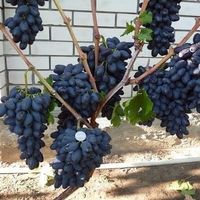 Vigne - Raisin de collection AKADEMIK  15-20cm