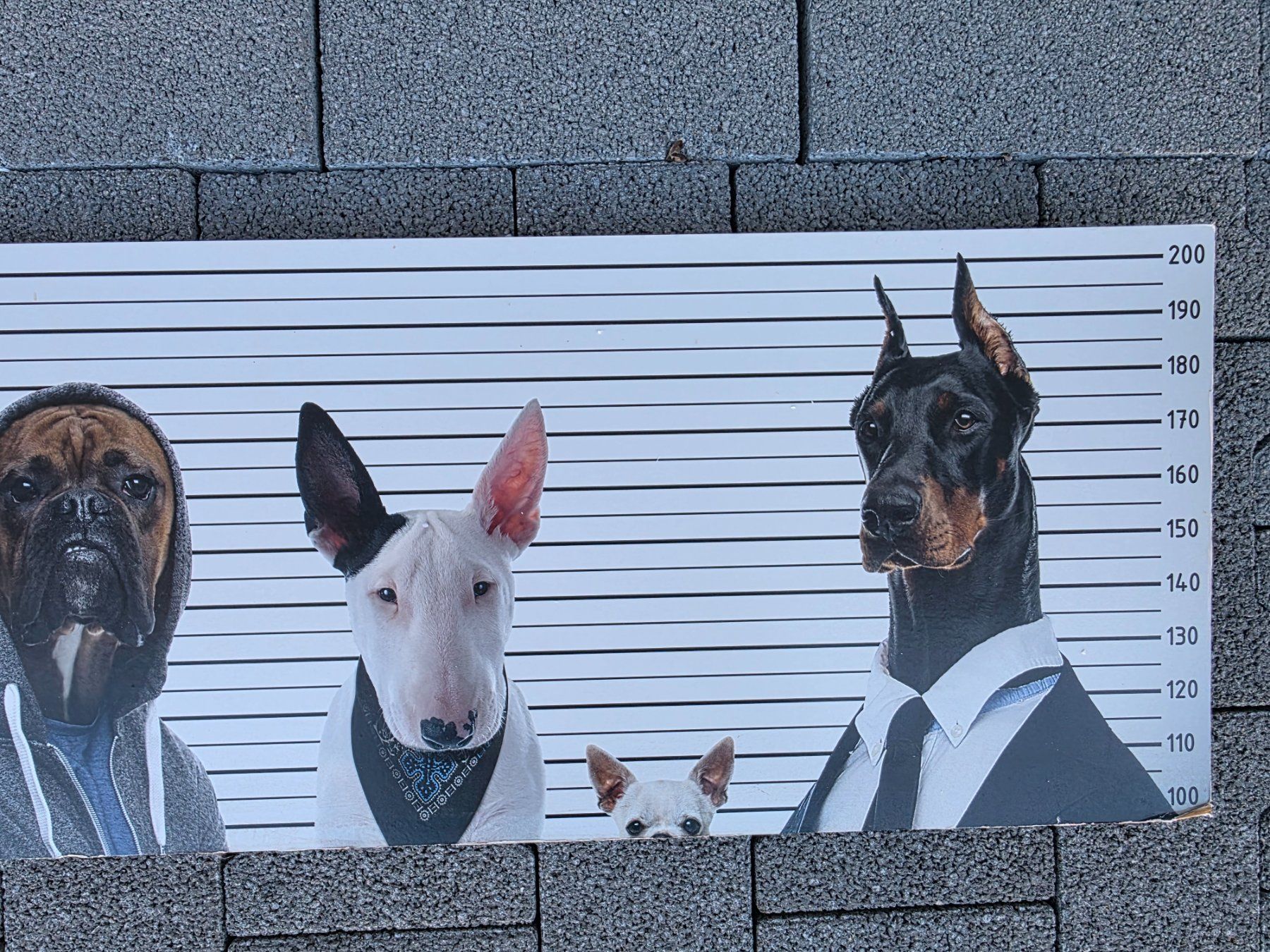 Poster & Bilder: Bild Hunde – Gebraucht aus Walterswil BE von Lonitti 1