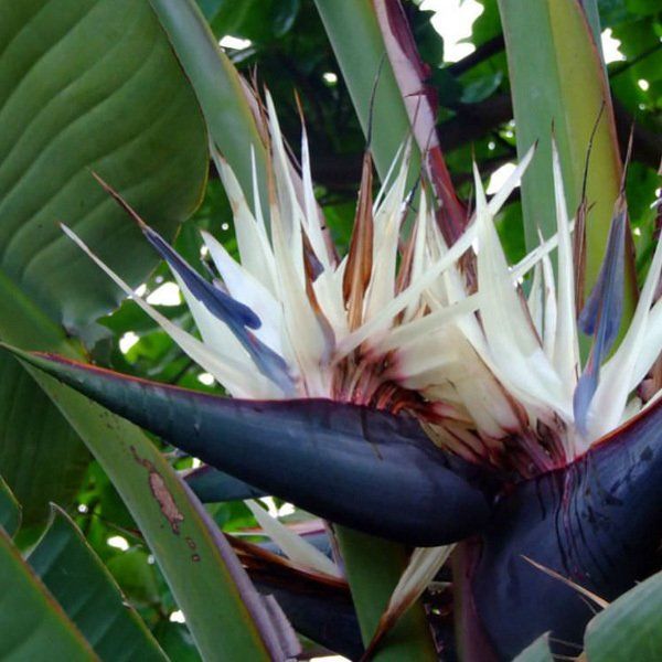 Baumstrelitzie - Strelitzia nicolai - 10 Samen (Neu und originalverpackt)  in Sumiswald fr CHF 4.35  mit Lieferung auf Ricardo kaufen