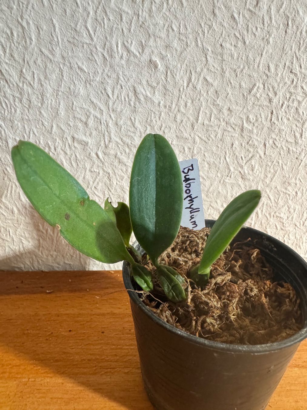 Piante & sementi: Bulbophyllum thiurum – Usato da Männedorf venduto da mrclst