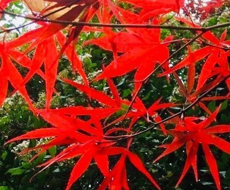 Piante & sementi: JAPANISCHER AHORN : 10 SAMEN‪ – Usato da Rovio venduto da POSITIFFARTandPLANTS 5
