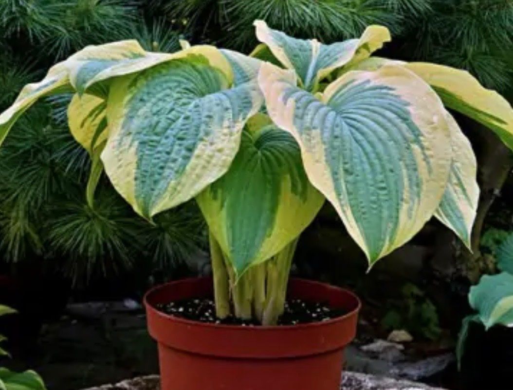 Piante & sementi: Hosta Bohemia Bamboo Island – Usato da Lajoux JU venduto da Briard0 2