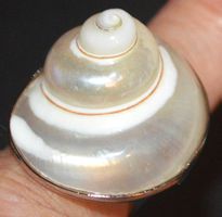 Ring L-8382 – Perlmutter Muschel Grössenverstellbar