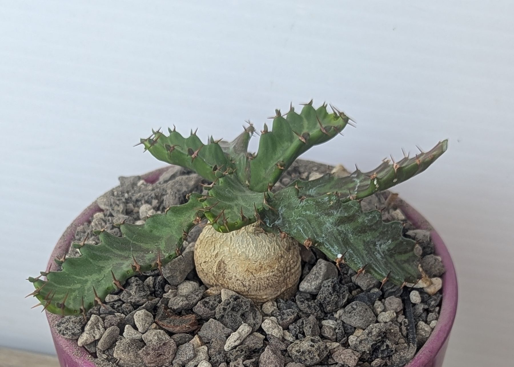 Piante & sementi: Euphorbia stellata – Usato da Comano venduto da che_8lc2 1