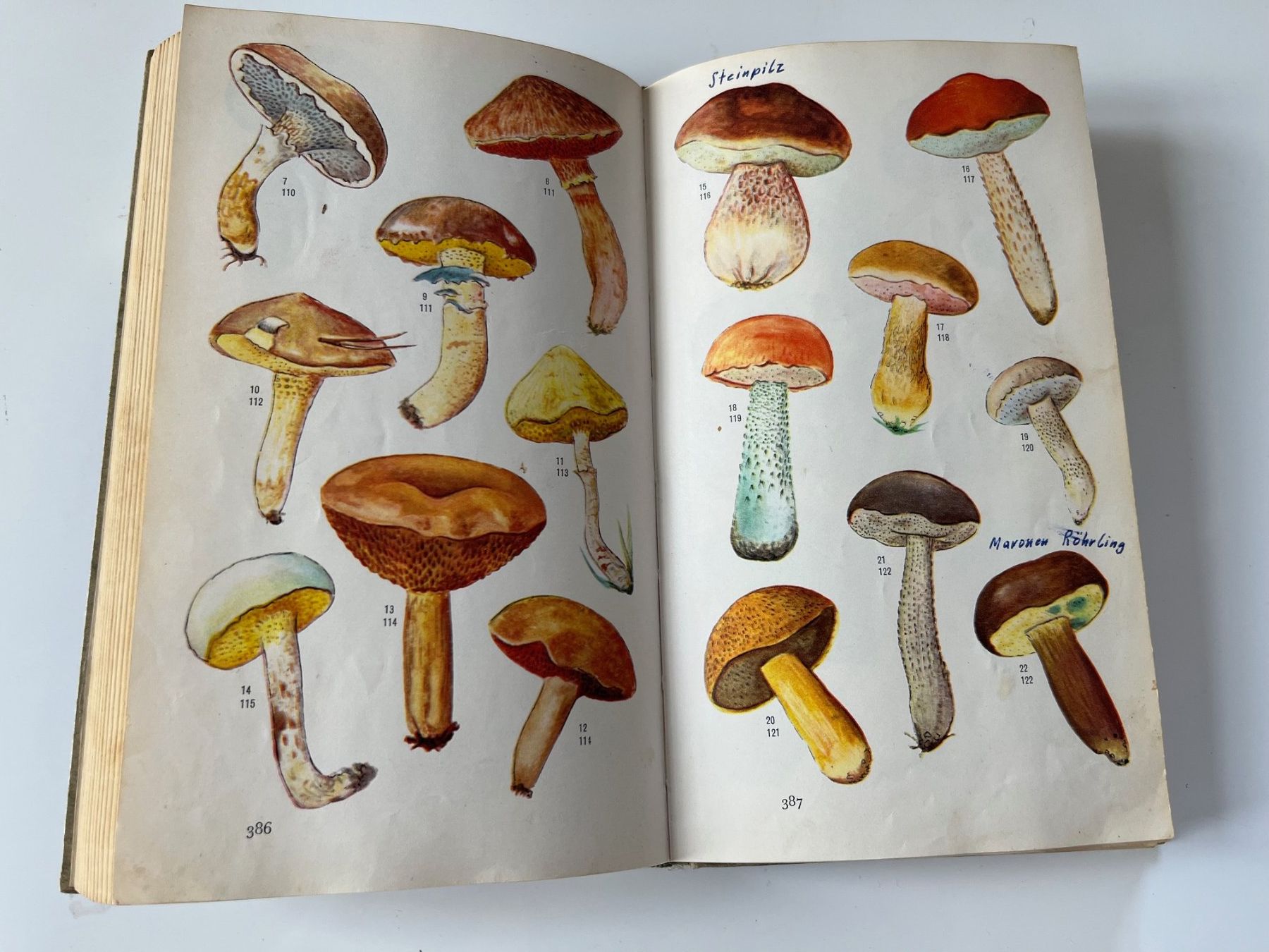 Libri: Kleine Pilzkunde Mitteleuropas 1960 – Usato da Laufen venduto da Nuria44 4