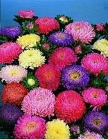 REINE-MARGUERITE MIX  30g