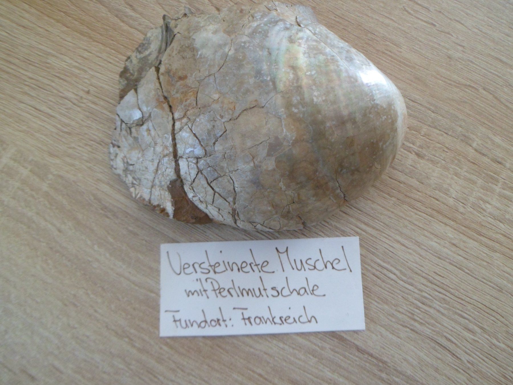 Fossilien: Fossile Muschel 730 Gramm. – Gebraucht aus Affoltern am Albis von Fossil60 5