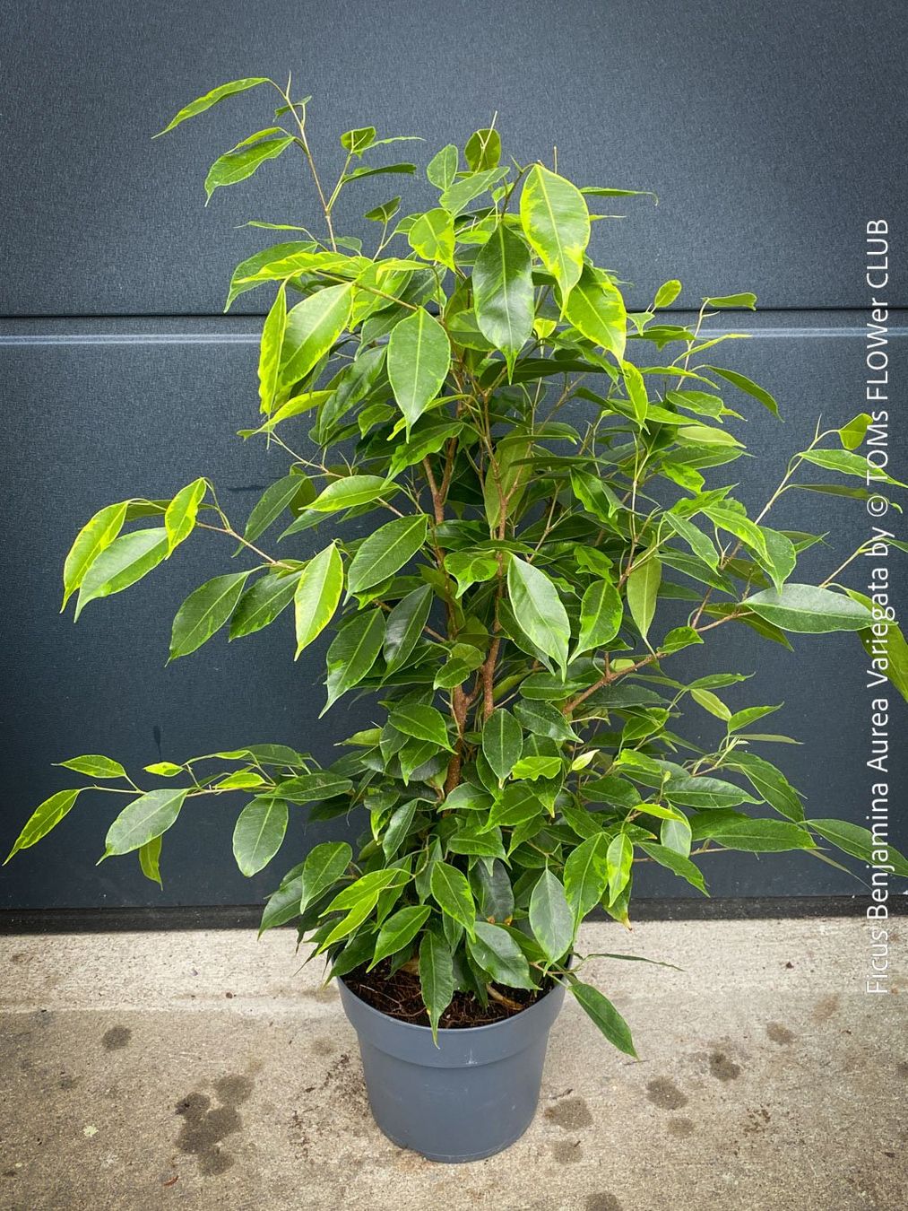 Pflanzen & Samen: Ficus Benjamina Aurea Variegata - gold-panaschiert – Neu und originalverpackt aus Adliswil von TAKEYOURPLANT 2