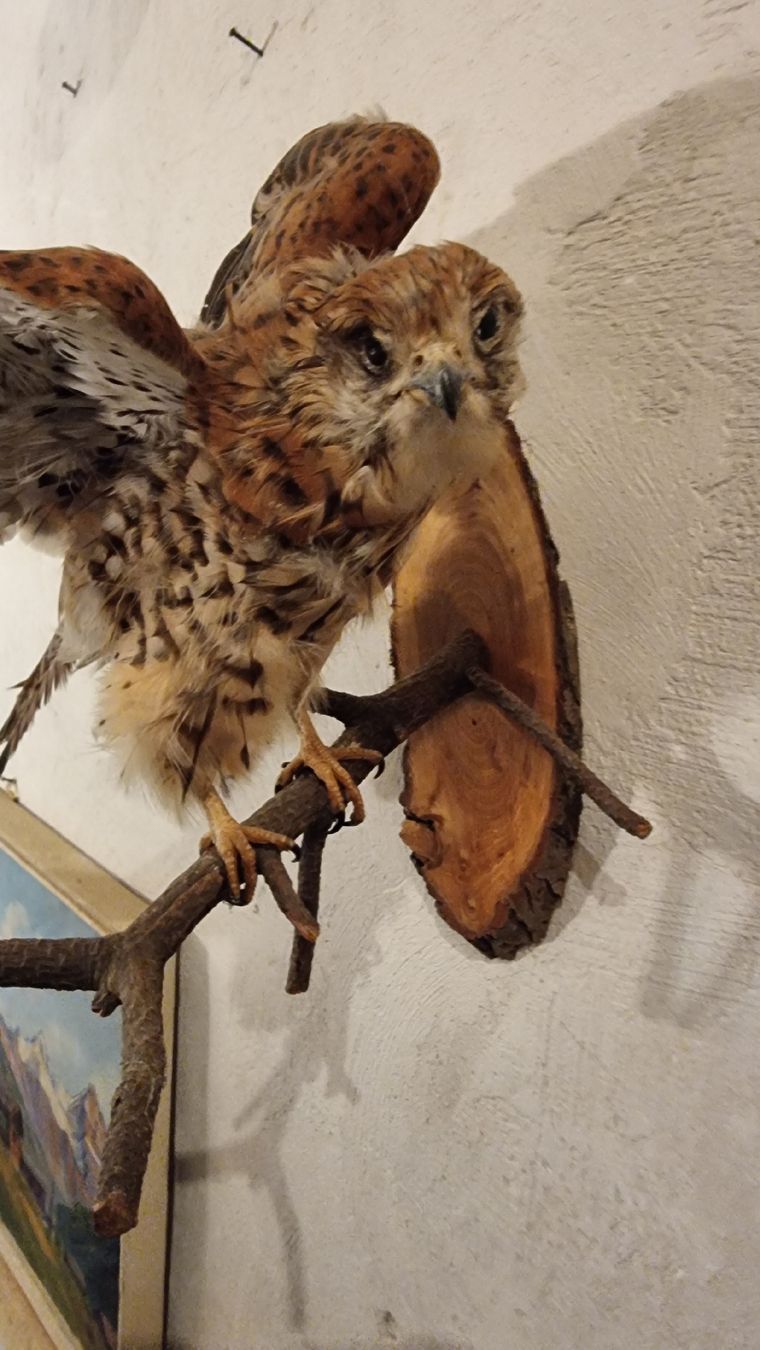 Il mondo degli animali: Turmfalke – Usato da Sils im Domleschg venduto da platin01 1