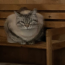 Profile image of Nigudasschaf