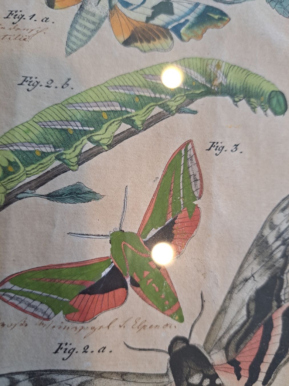 Stiche: Orginal Handkolorierter Kupferstich von 1825 – Gebraucht aus Rehetobel von hobirot01 2