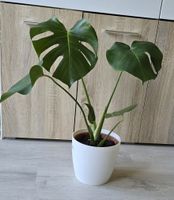 Monstera deliciosa Pflanze mit weissem Elho Topf