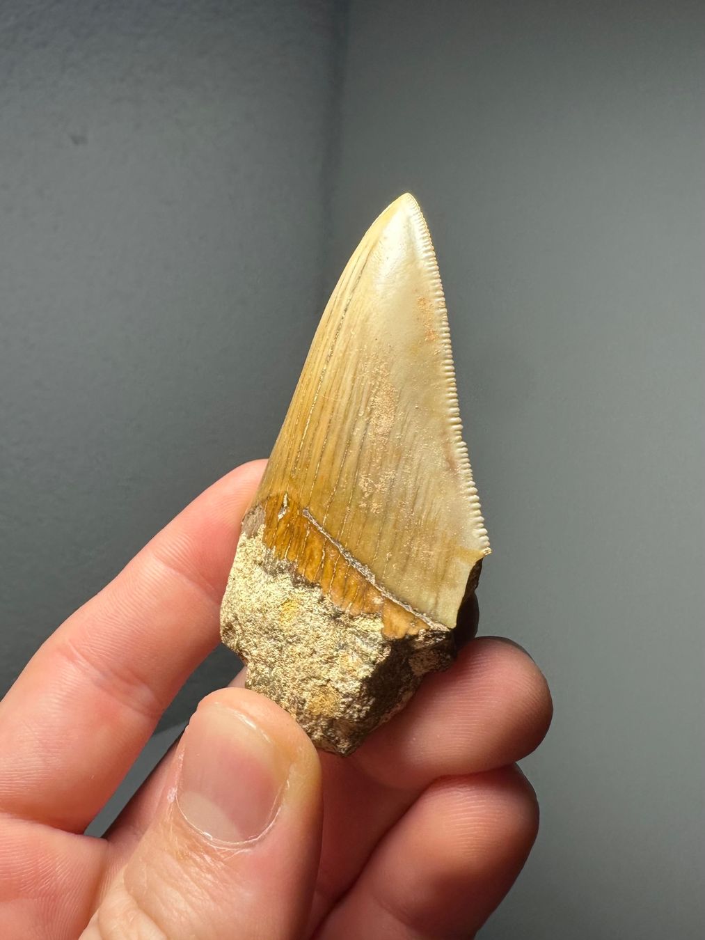 Fossili: Fossiler Megalodon Zahn – Usato da Lutzenberg venduto da CS65 1