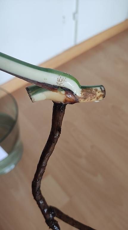 Piante & sementi: Monstera Deliciosa Albo Variegata 1. – Nuovo (secondo la descrizione) da Ebnat-Kappel venduto da Zearara 3