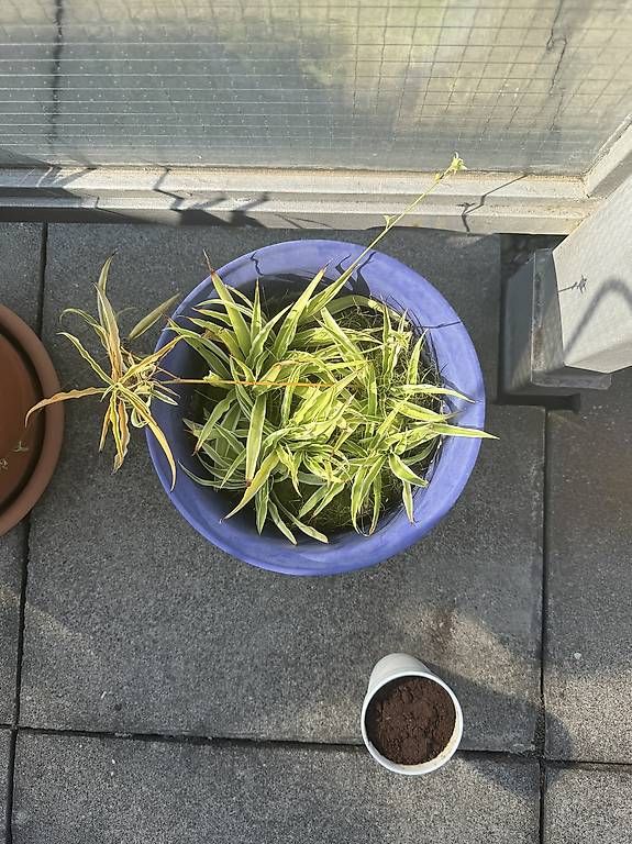 Piante & sementi: Plante verte avec pot bleu – Usato da Les Acacias venduto da ana_9l8q 1