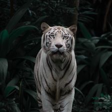 Profile image of King.