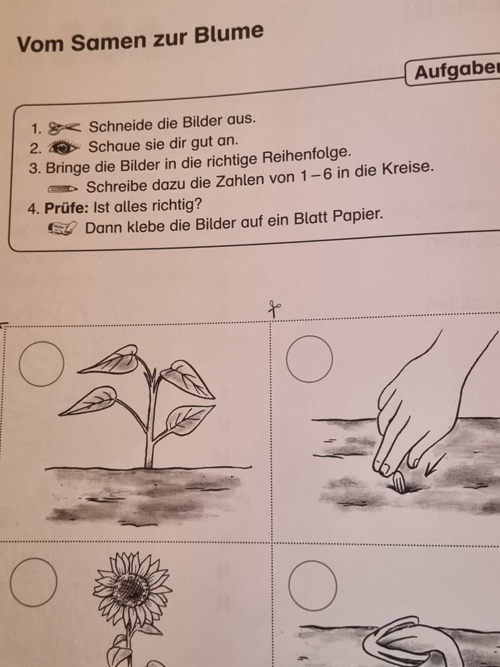 Riviste & Magazine: Themenheft Sonnenblume, 1./2. Klasse – Usato da Weite venduto da Nur63 4