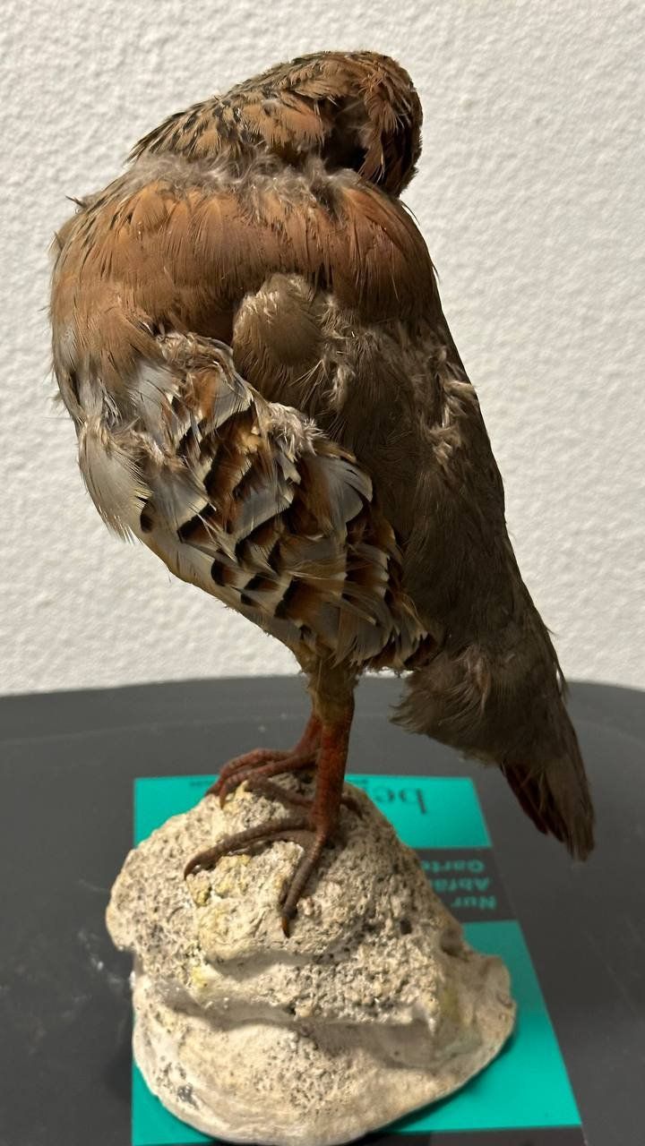 Il mondo degli animali: Ausgestopfter Vogel – Usato da Beringen venduto da Mantafisch1 1