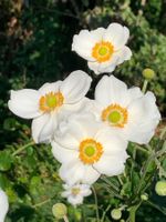 3 x weisse Herbstanemone Gartenpflanze winterhart mehrjährig