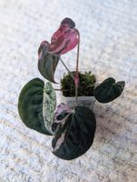 Anthurium "Hot Barbie" Pink Variegata