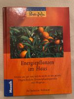 Energiepflanzen im Haus Zimmerpflanzen Hoffmann Pflanzen