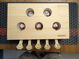 Meowofun Intelligenzspielzeug für Katzen, Top Zustand!