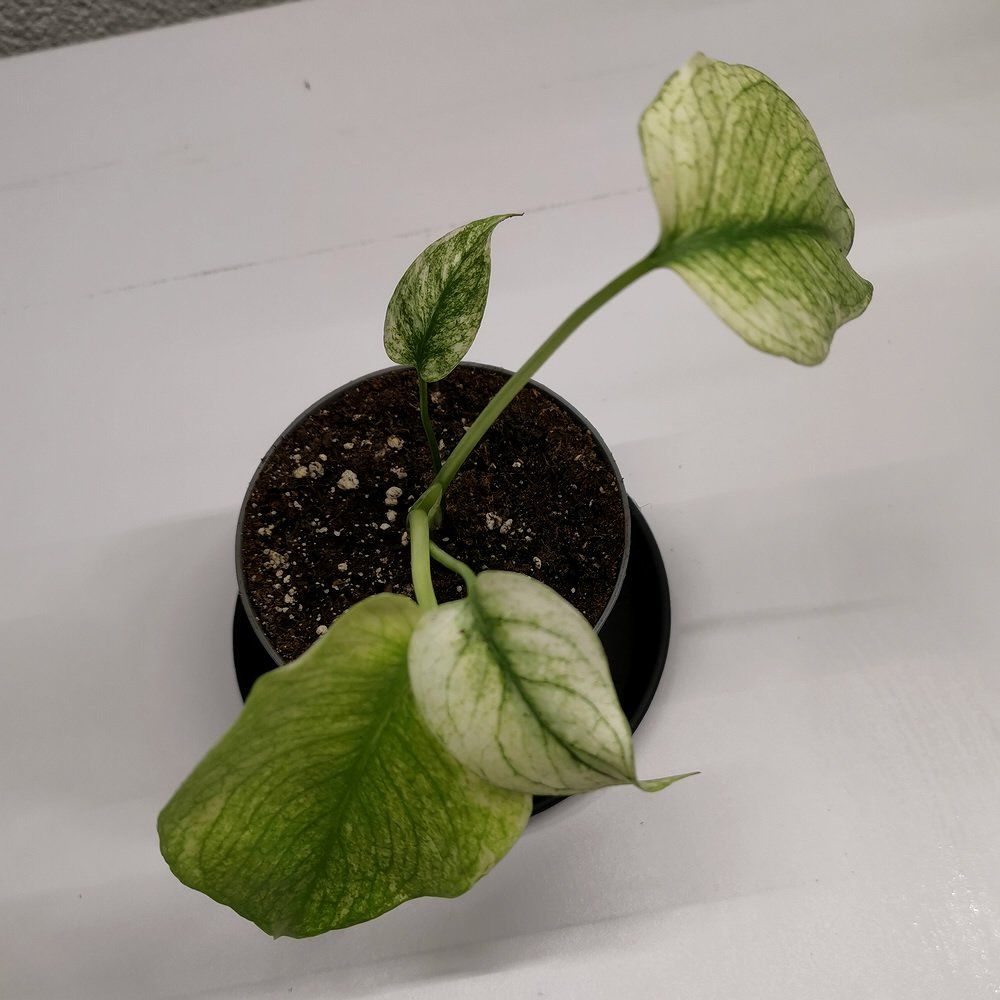 Plantes & graines: Monstera White Monster – Neuf (Voir description) à Walenstadt par vkt_qc8d 3
