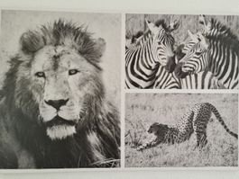 Unikat! Wunderschönes Bild Löwe, Gepard und Zebra