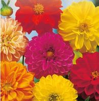 Pompon-Dahlien / 10 Samen