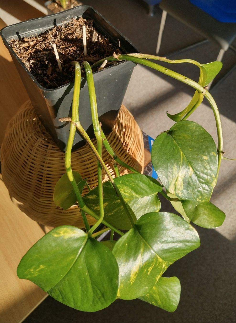 Epipremnum aureum - Sehr schne Efeutute! Zimmerpflanze (Neu (gemss  Beschreibung)) in Jona fr CHF 8  nur Abholung auf Ricardo kaufen