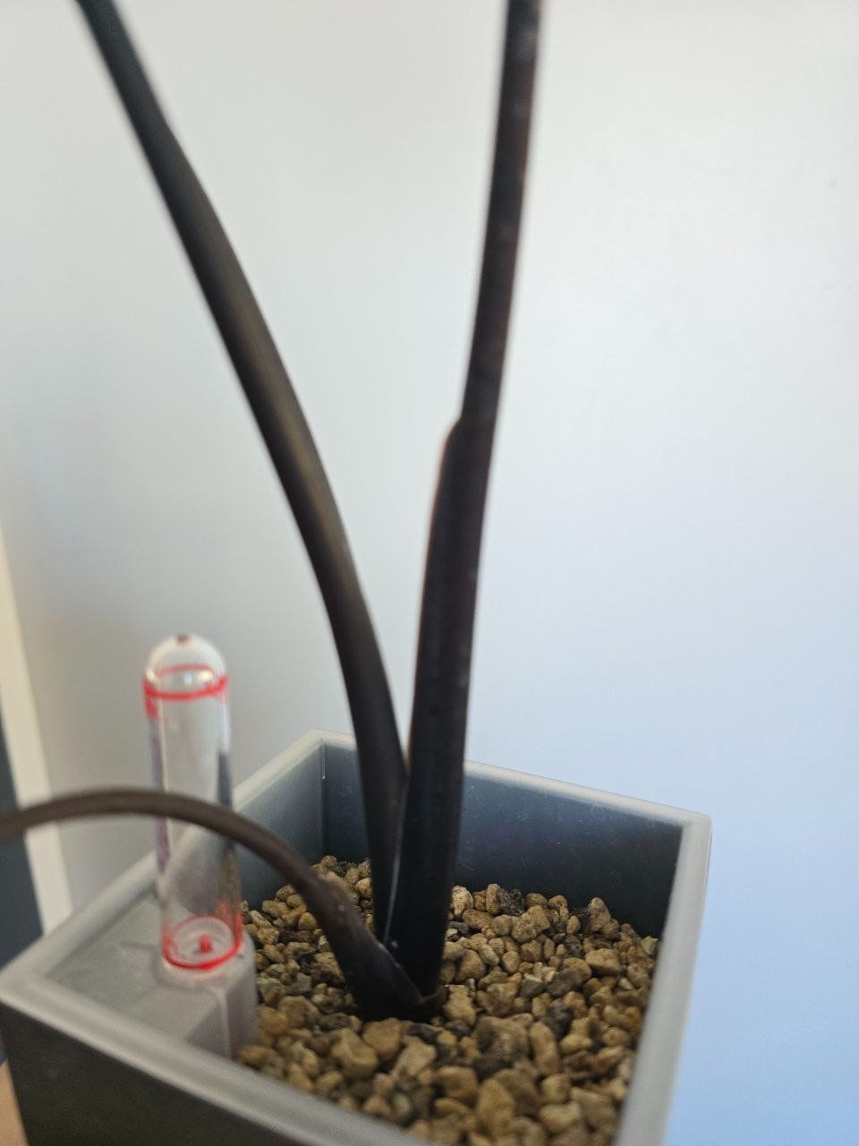 Piante & sementi: Alocasia Black Zebrina – Usato da Nidau venduto da lena_yellow 4