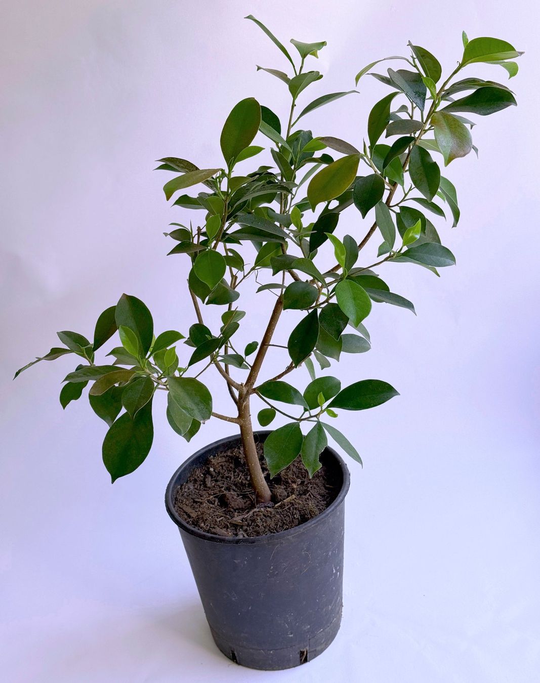 Plantes & graines: FICUS BENJAMINI/BIRKENFEIGE ***** – Neuf (Voir description) à Dübendorf par Orchid18