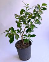 FICUS BENJAMINI/BIRKENFEIGE *****