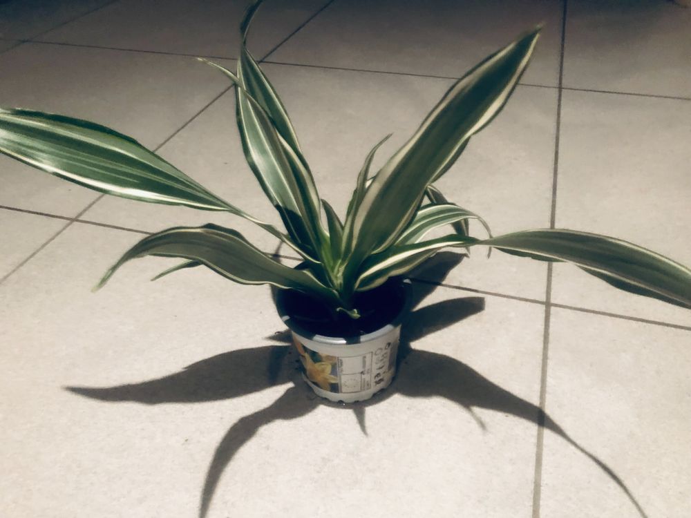 Zierpflanze Zimmer Pflanze 20 cm ↕️ “DRACAENA FRAGRANS ” 🍃 Kaufen auf