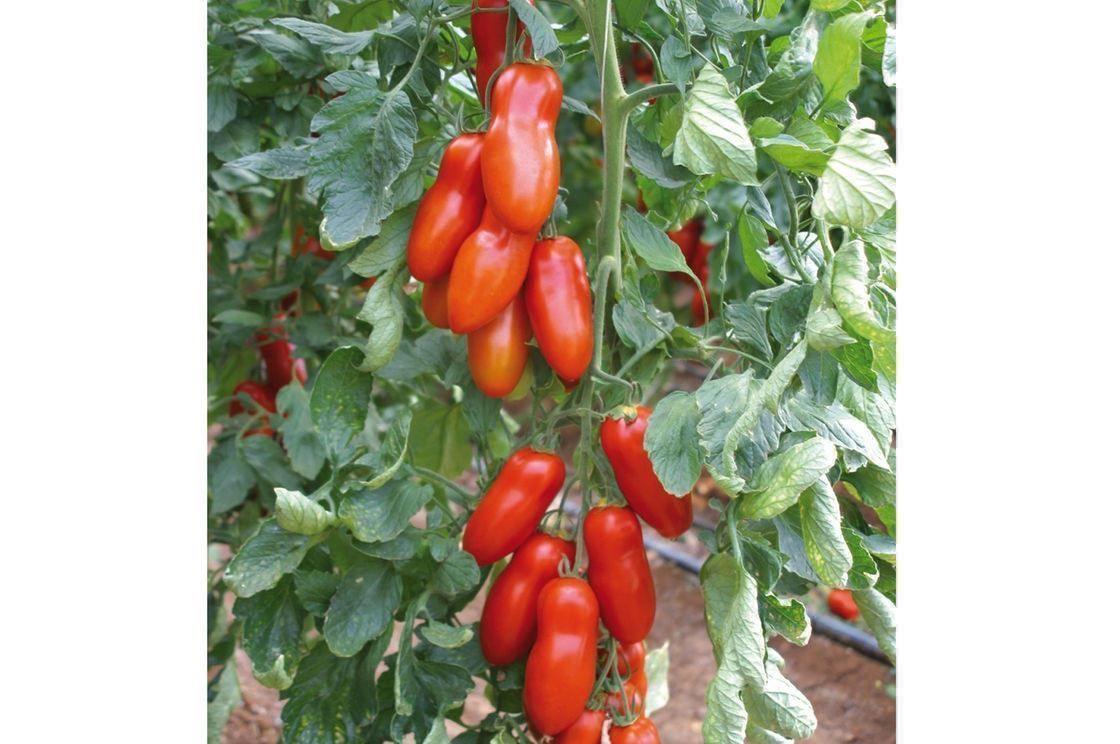 Piante & sementi: 50 Samen Tomate SAN MARZANO Alte Sorte IT – Nuovo (secondo la descrizione) da Ehrendingen venduto da VerveinaSamen 3