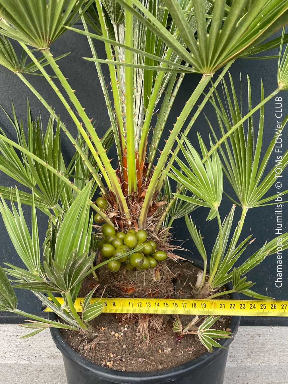 Piante & sementi: Chamaerops Humilis - fürs Haus oder Garten - robuste Palme – Nuovo e nell'imballaggio originale da Adliswil venduto da TAKEYOURPLANT 4