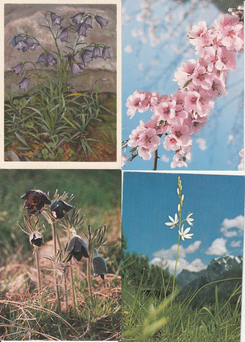 Cartes postales: 40 Schöne Blumenkarten – D'occasion à Lumbrein par made02 3