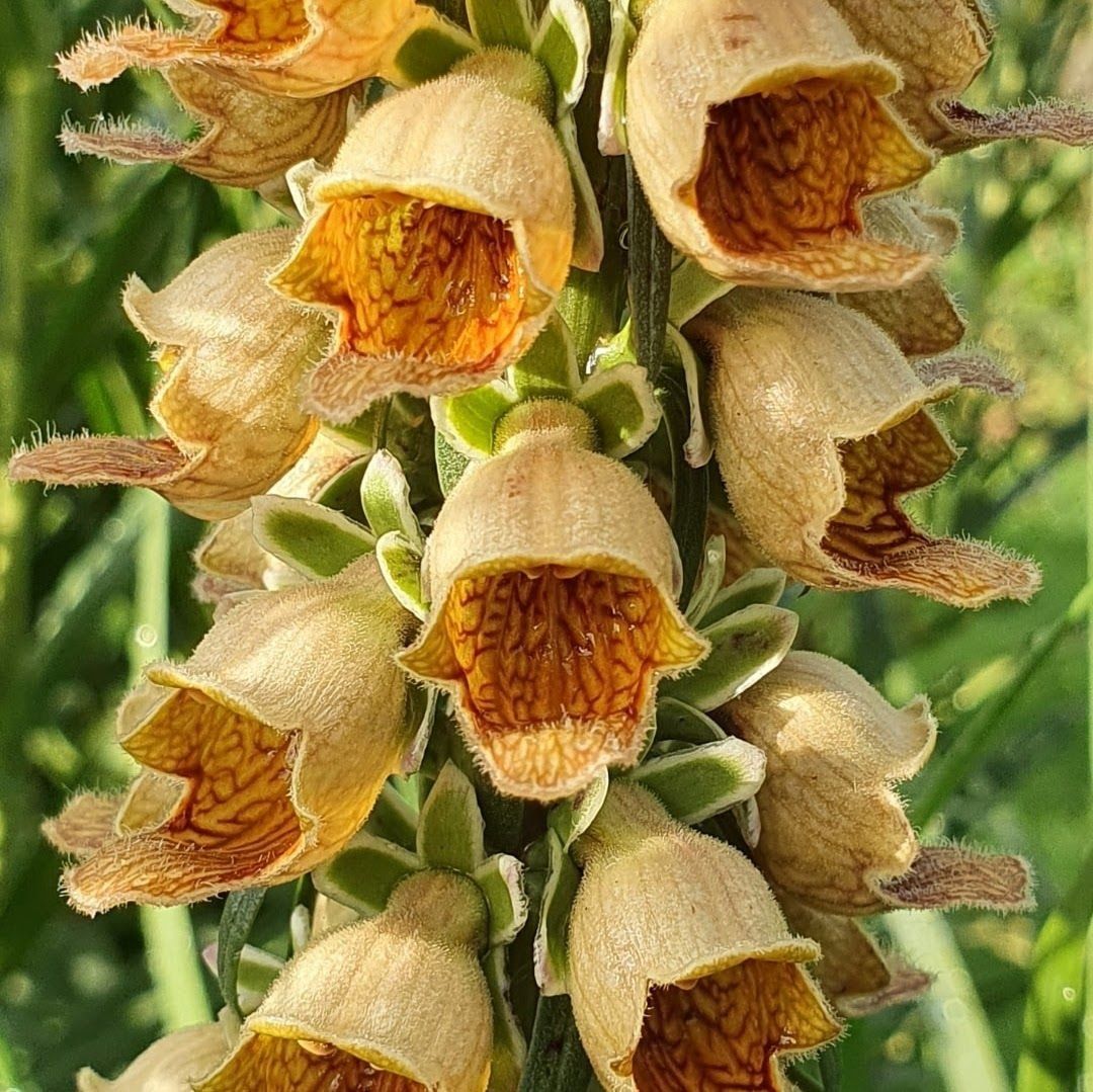 Pflanzen & Samen: Rostbrauner Fingerhut - Digitalis ferruginea - 200 Samen – Neu und originalverpackt aus Sumiswald von Cham14558
